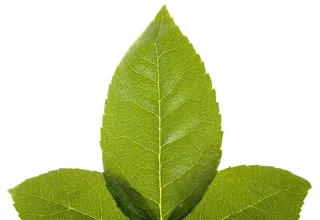 特写、孤立、树叶、嫩脉、绿色、水平、田野、夏季