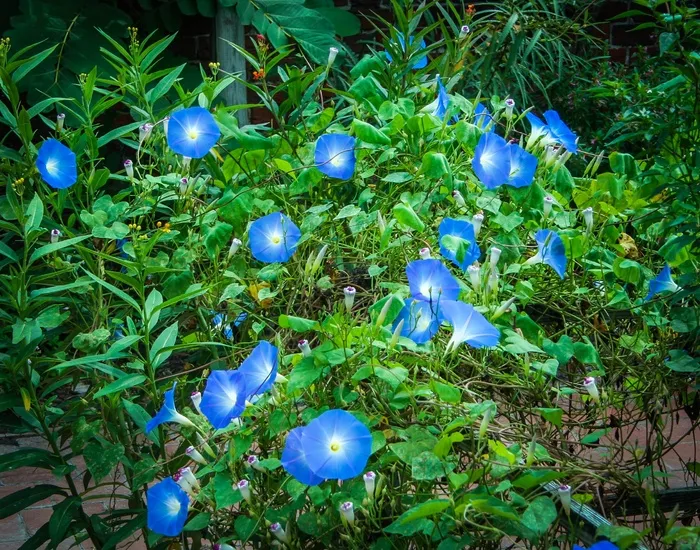 牵牛花，天蓝色，牵牛花，牵牛花，旋花科，花，藤蔓，多年生