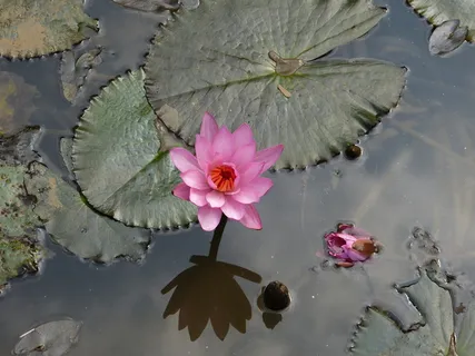 睡莲,水生植物,开花,开花,黄花,粉红睡莲,罗森戈斯湖,花 睡莲,水生植物,开花,开花,黄花,粉红睡莲,罗森戈斯湖,花