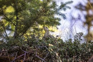 鸟，松鸡，狩猎，藏匿，伪装，木材，动物，自然