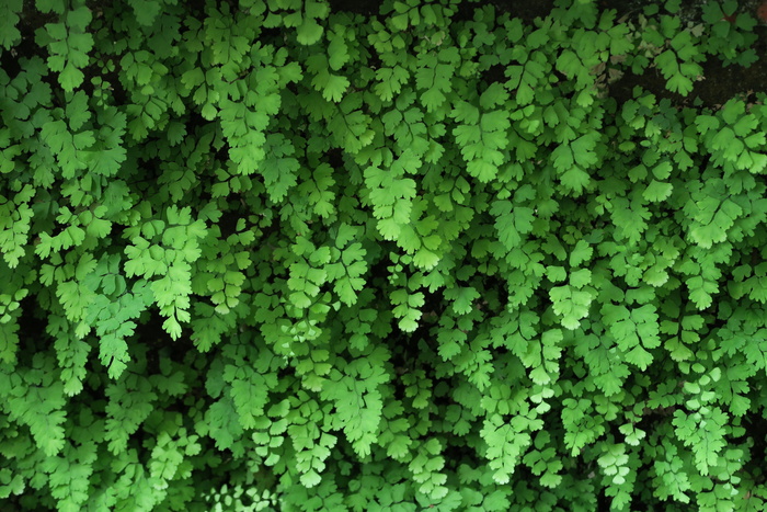 叶子，环境，植物，食物种类，自然，绿色，生长，全框架