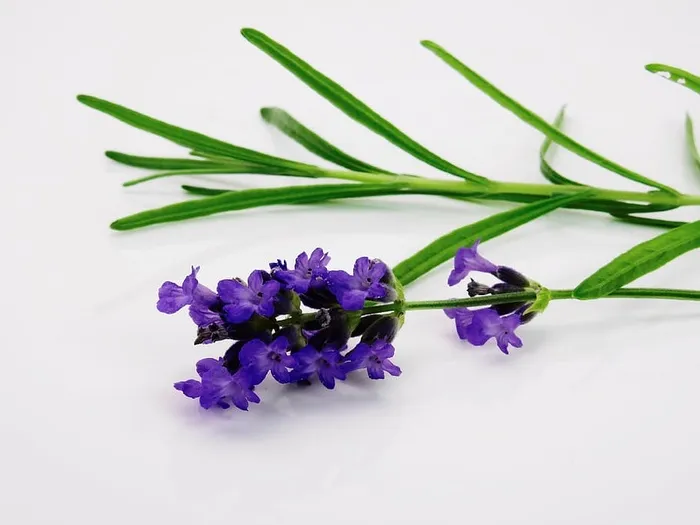 紫色，花瓣花，白色，纺织品，薰衣草，花，自然，紫色