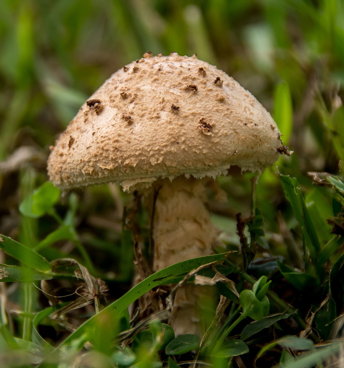 真菌，蘑菇，伞菌，质地，森林，昆士兰，澳大利亚，蔬菜