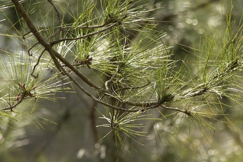 植物、树木、针叶树、落叶松、松树、大自然、户外、阳光