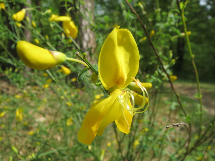 cytisus scoparius, 普通扫帚, 苏格兰扫帚, 野花, 植物区系, 开花, 宏, 植物学