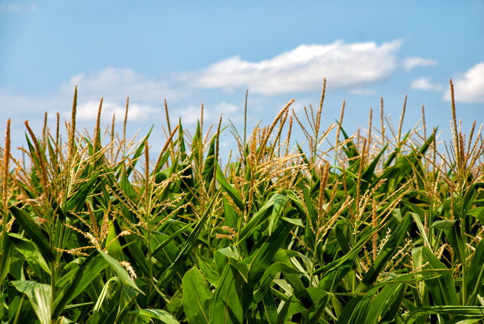低角度照片, 玉米地, 蓝色, 天空, 白天, 玉米, 田野, Arable, Harvest