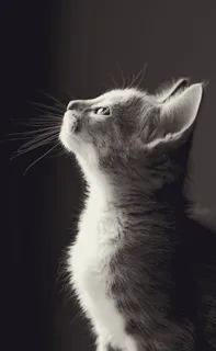 银斑猫,可爱,动物,哺乳动物,猫,自然,眼睛,宠物 银斑猫,可爱,动物,哺乳动物,猫,自然,眼睛,宠物