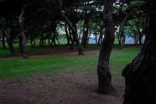 木材、风景、自然、公园、森林、森林路、*和thu