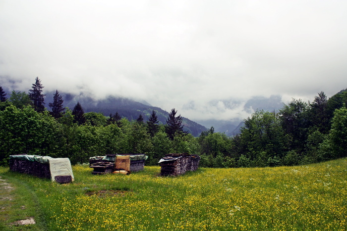 上巴伐利亚州，reit im winkl，高山远足，植物，树木，山脉，草地，自然