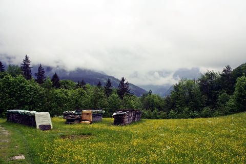 上巴伐利亚州，reit im winkl，高山远足，植物，树木，山脉，草地，自然