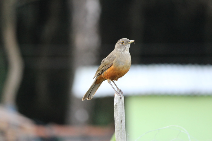 know，paige，bird，画眉，know orange，热带鸟类，奶油橙，巴西