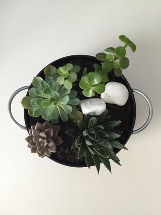 多汁，植物，肉质，迷你花园，叶子，摄影棚拍摄，新鲜，绿色