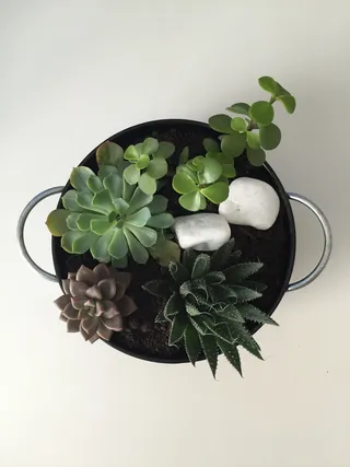 多汁，植物，肉质，迷你花园，叶子，摄影棚拍摄，新鲜，绿色