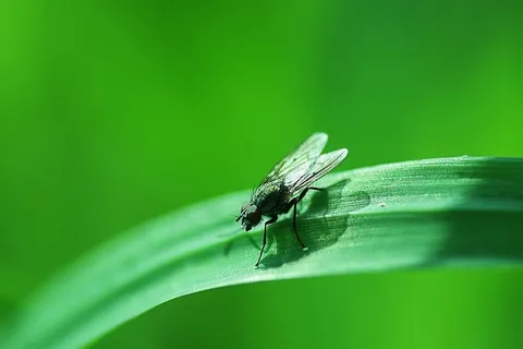 昆虫、自然、树叶、苍蝇、无脊椎动物、动物主题、野生动物、绿色 昆虫、自然、树叶、苍蝇、无脊椎动物、动物主题、野生动物、绿色