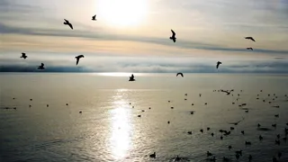 晨曦，东方，鸟儿，辉光，心灵的宁静，hdr，秋天，湖泊