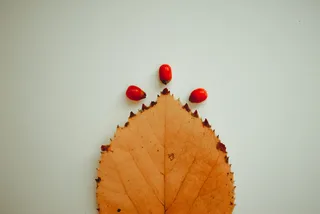 白色表面上的棕色叶子