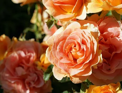 玫瑰,开花,开花,玫瑰开花,玫瑰温室,花园,浪漫,花园玫瑰 玫瑰,开花,开花,玫瑰开花,玫瑰温室,花园,浪漫,花园玫瑰