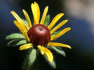 苏珊，眼睛，黑色，花朵，植物，植物，特写，花朵