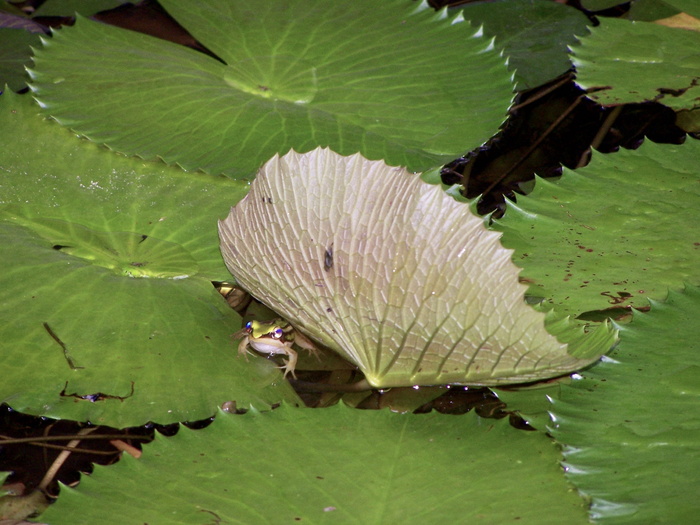 泰国，普吉岛，叶，植物部分，水，绿色，植物，生长