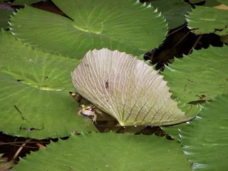 泰国，普吉岛，叶，植物部分，水，绿色，植物，生长