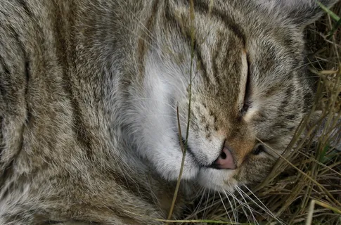 情绪、动物、猫、睡眠、宠物、鲭鱼、休息、宾至如归 情绪、动物、猫、睡眠、宠物、鲭鱼、休息、宾至如归