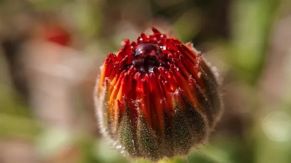 水、红色、特写、颜色、h2o、水分、露水、水滴