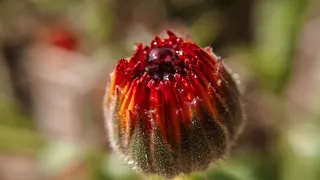 水、红色、特写、颜色、h2o、水分、露水、水滴