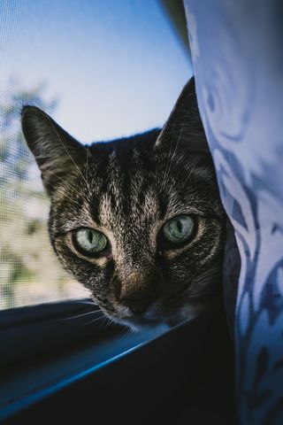 delicious、bokeh、mark、focal、camera、canon、sony、crop