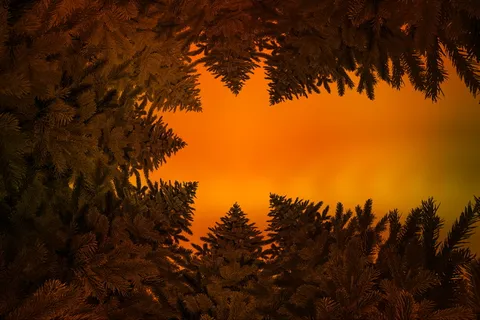 圣诞节，彗星，一品红，冬青树，冷杉树，星星，圣诞节时间，降临节