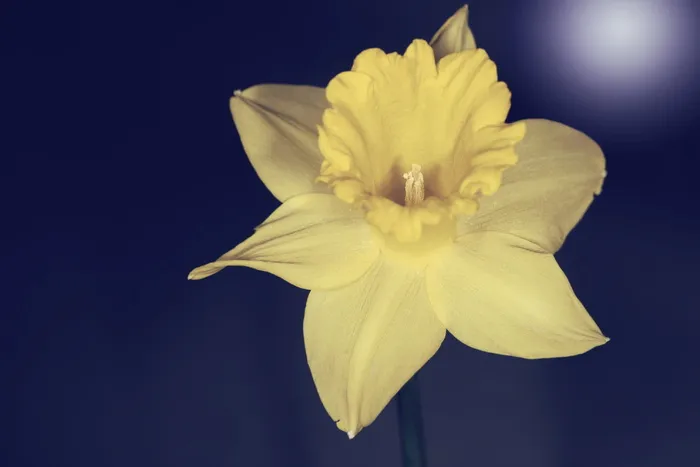 水仙，花，开花，开花，水仙，花，花瓣，黄色，春天的花