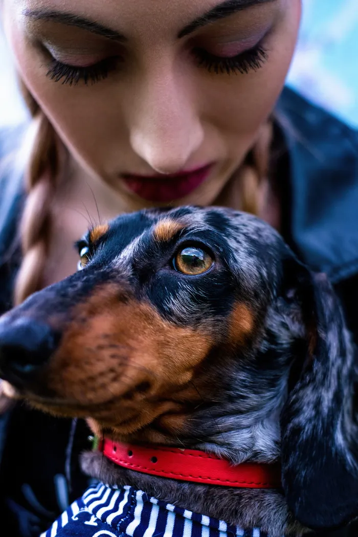 斑纹腊肠犬, 最好的朋友, 腊肠犬, 狗, 女孩, 肖像, 夏季, 岩石