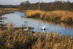 景观，自然，天鹅，波兰，秋天，河流，伊纳河，鸟