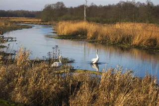景观，自然，天鹅，波兰，秋天，河流，伊纳河，鸟
