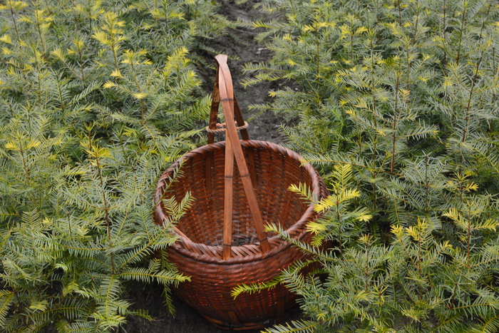 香榧树，茶篮子，幼树，植物，绿色，生长，自然，篮子