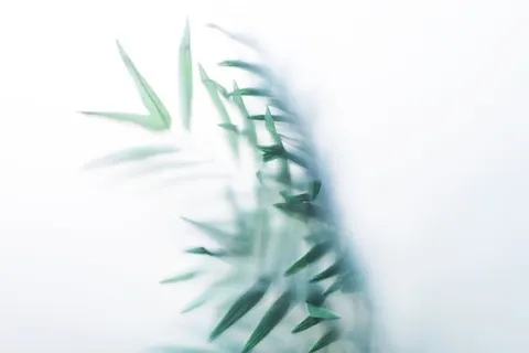 透过雾玻璃的树叶照片