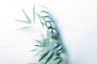 透过雾玻璃的树叶照片