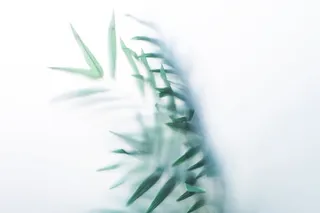 透过雾玻璃的树叶照片