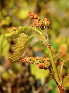 葡萄,水果,葡萄藤,葡萄种植,葡萄酒,自然,植物 葡萄,水果,葡萄藤,葡萄种植,葡萄酒,自然,植物