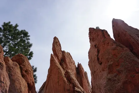 落基山脉附近的绿树 落基山脉附近的绿树