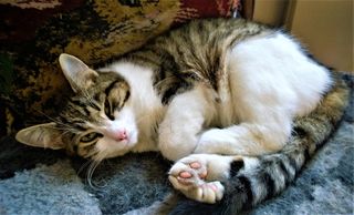 猫，躺着，蓝色，纺织品，里面，房间，动物，猫脸