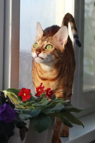 猫，孟加拉，宠物，在窗台上，品种，窗户，紫罗兰，宠物