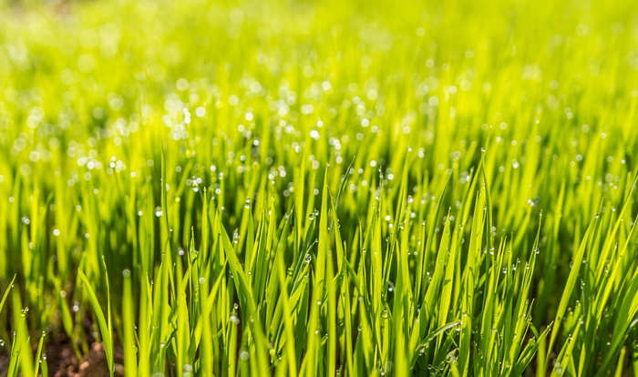 露水、田野、草、绿色、草坪、自然、绿色、植物