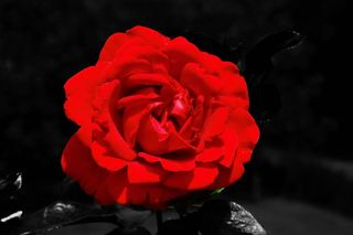 开花，开花，关闭，自然，玫瑰，红，红玫瑰，爱