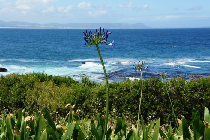 hermanus，南非，海洋，自然，海岸，水，假日，植物