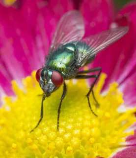 自然，昆虫，花，夏天，苍蝇，大型，无脊椎动物，一种动物