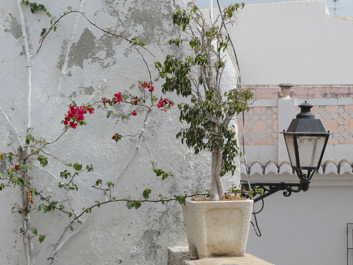 攀爬者，墙，绿色，缠绕，绿色植物，灯笼，西班牙，植物