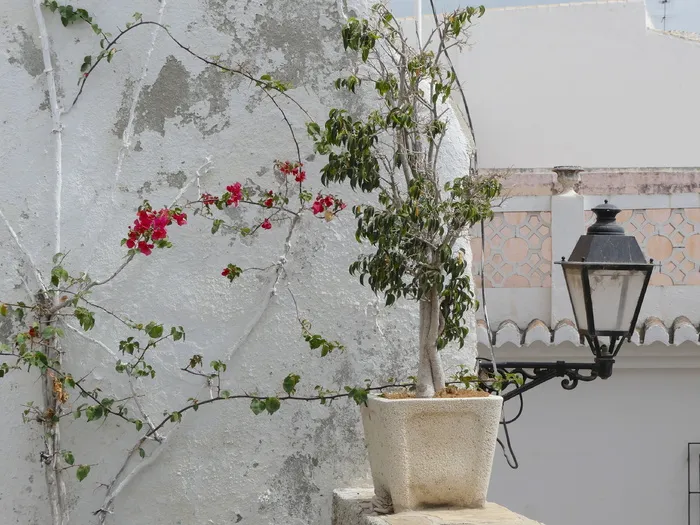 攀爬者，墙，绿色，缠绕，绿色植物，灯笼，西班牙，植物