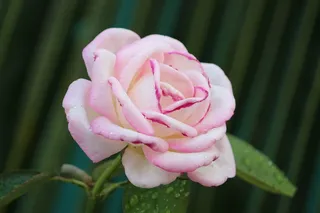 倾斜移动摄影，粉红，玫瑰，粉红玫瑰，花朵，花朵，花朵，花瓣