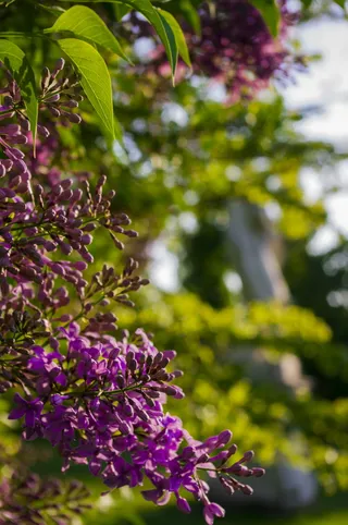 自然，不完整，丁香，紫色，开花，开花，特写，植物