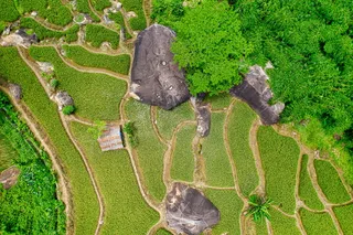 森林和水稻梯田的航空摄影